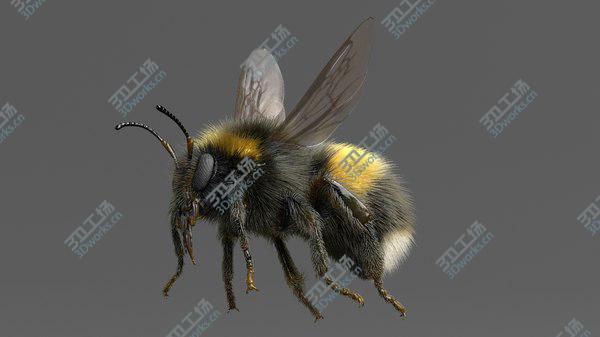 images/goods_img/20210312/3D Bumblebee White-tailed Rigged model/2.jpg